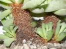 Adromischus - trunchi