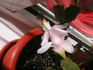 Picture 013