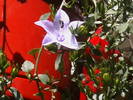 campanula mov