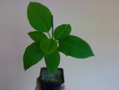 Plumeria Salmon Brown seedling