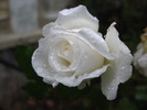 trandafir alb