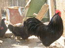 australorp4