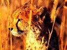 webshots378