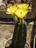 Echinocereus subinermis