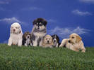 PUP11RK007703
