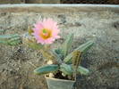 Echinocereus  cucumis