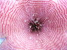 macro de Stapelia flavirostris - 10.07