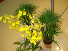 ORHIDEE SI CYPERUS