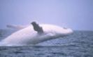 balena alba