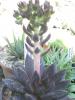 Echeveria affinis - tija florala