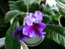 Streptocarpus Stephanie 7