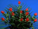 rose019