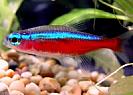 Paracheirodon%20axelrodi