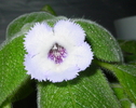 EPISCIA_FIMBRIATA_BLUE_HEAVEN_2