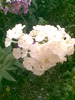 floricica