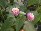Picture 037