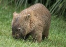 Wombat cu nasul paros nordic