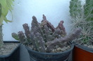 Stapelia variegata - decembrie 2009