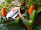 Salsa Orange Pepper (2009, Aug.13)