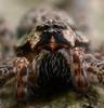 fishing-spider-eyes-small
