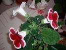 Gloxinia rosu paspolat