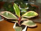 peperomia clusifolia (Myky)