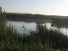 balta