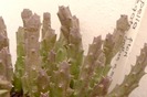 Stapelia variegata- decembrie 2009