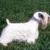 SEALYHAM TERRIER