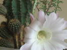 Echinopsis hb -  iulie 2009