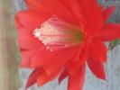 Epiphyllum ackermannii - Iunie 2008