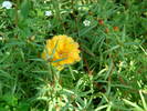 flori de piatra_portulaca grandiflora