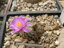 mammillaria_saboe_ssp.goldii_1