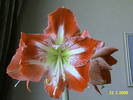 Amaryllis Minerva 21 mart 2009 (2)