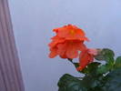 Picture 349
