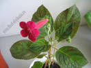 Kohleria Texas Rainbow