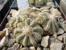 aztekium_ritteri