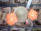 40-Rebutia