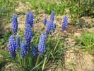 muscari