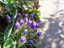 muscari albastru