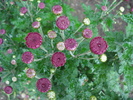 Purple Chrysanths (2009, Oct.17)