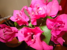 DSC02602