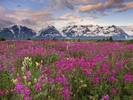 Fields of Vetch, Alsek River Valley, British Columbia, Canada