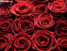 sute de trandafiri rosii-visinii