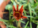 Gazania_Treasure Flower (2009, Aug.29)