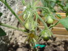 Tomato Gartenperle (2009, June 07)