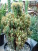 Cereus jamacarus f.monstruosus