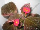 episcia Chocolate cream 7