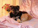 Pisica in Pat Cats Wallpapers Poze Pisici Pisicute Haioase