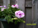Petunii Rosy Ripple 23 mai 2009 (3)